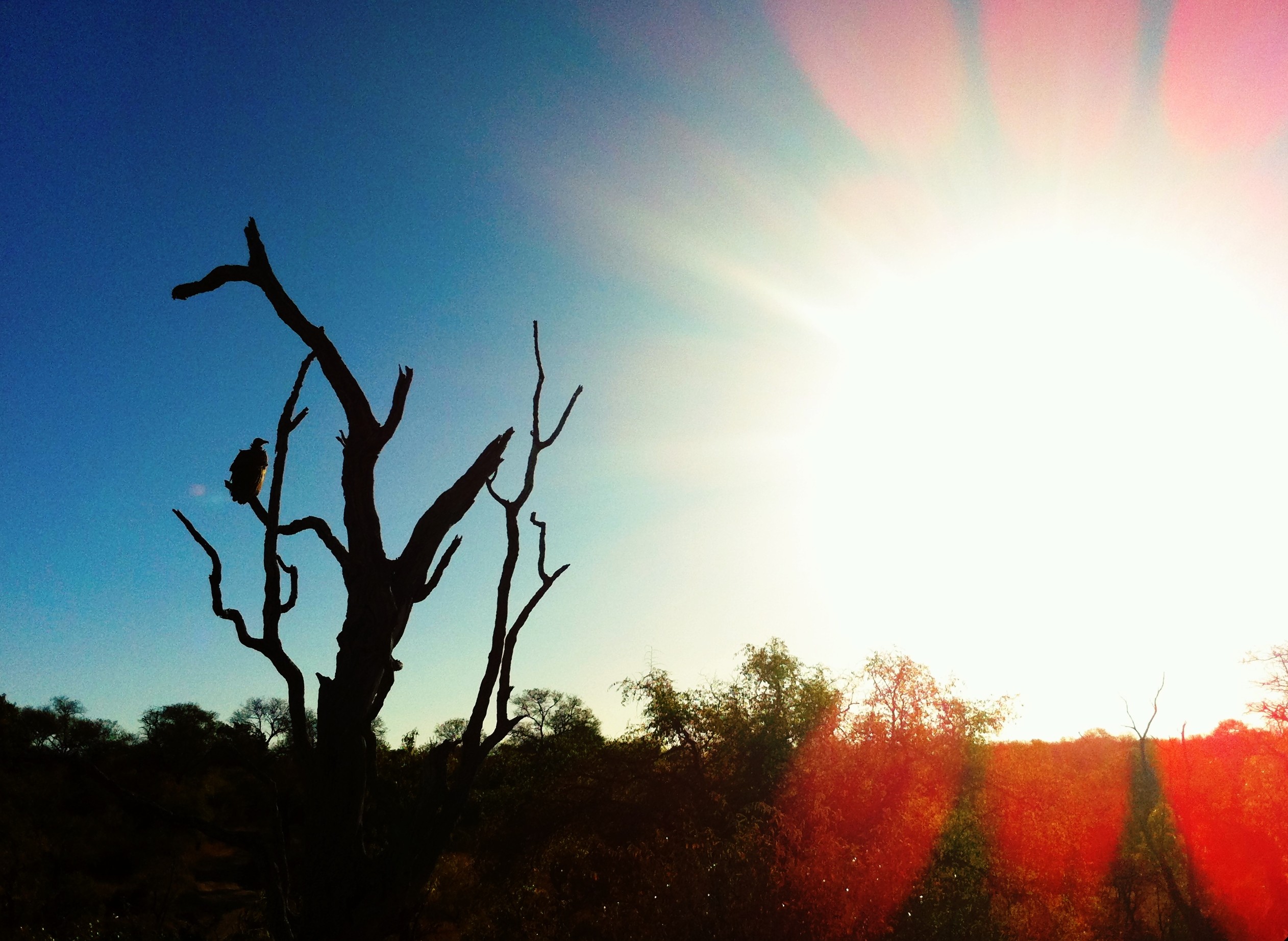 Kruger Park Safari