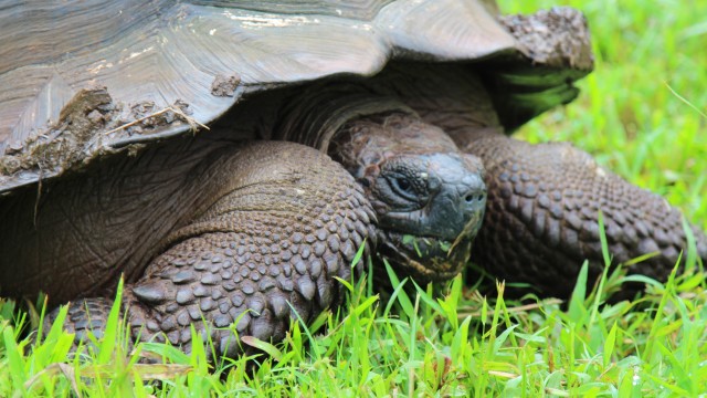 The Galápagos Islands